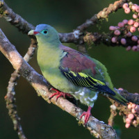 Thick-billed Green-Pigeon